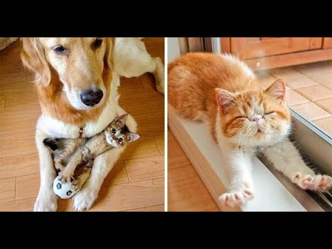 16 Photos That Prove Cats Are Literally The Cutest Things On Earth..