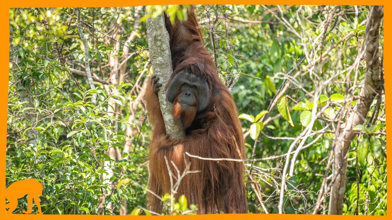 JoJo's Legacy: Rescued Orangutan Climbs a Tree For The First Time