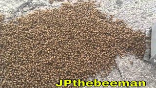 Insane Amount Of Bees March Into My Hive Box!