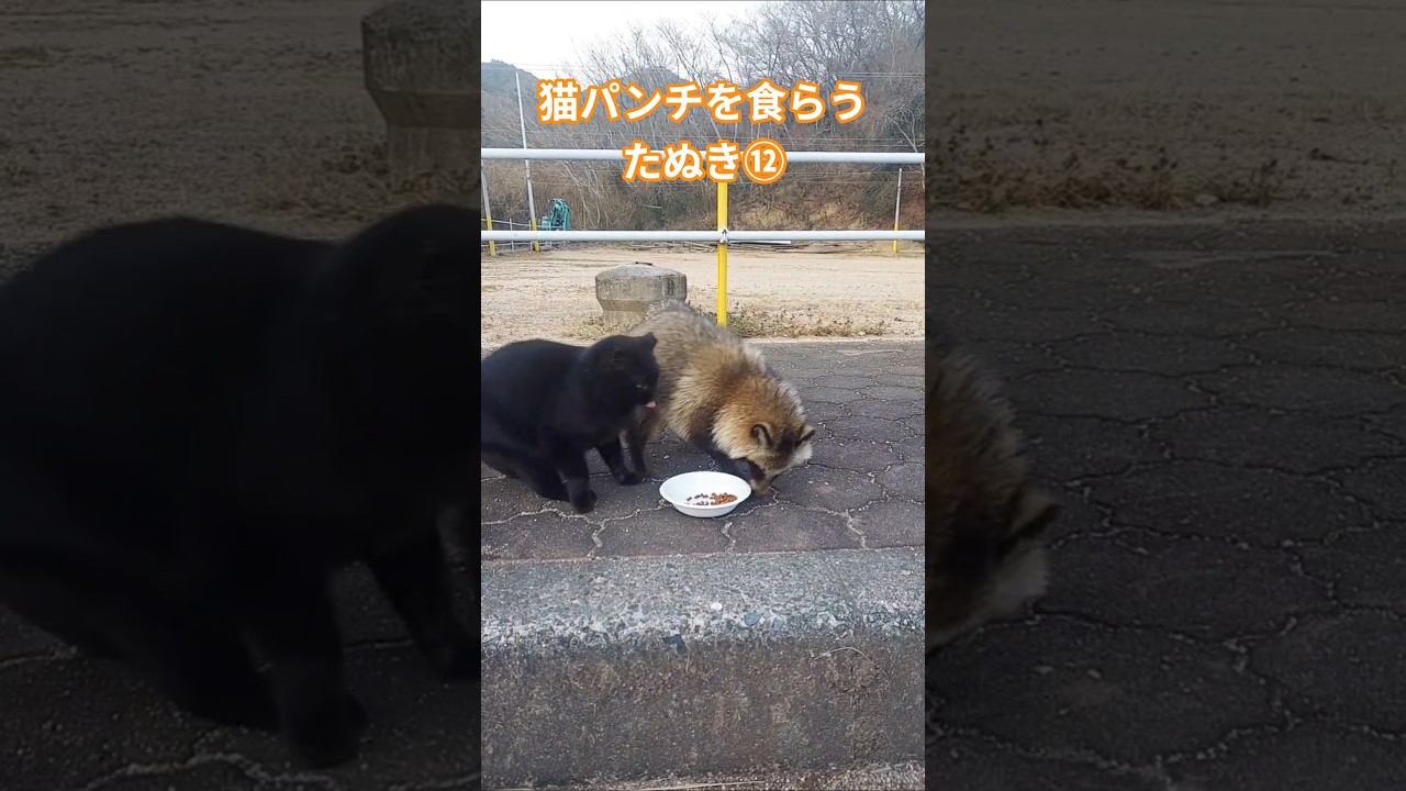 猫パンチを食らうたぬき⑫
