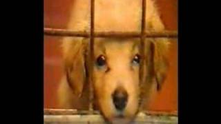 Gary Numan - RSPCA - I Still Remember