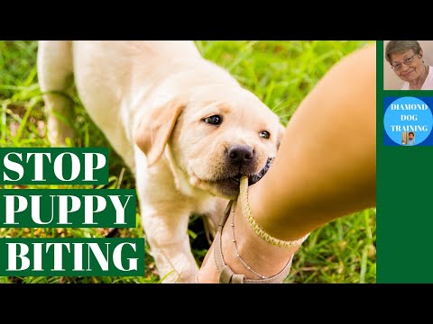Diamond Dog Training LLC video.