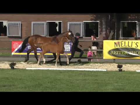 Fohlenschau 2025 - Nr. 22 - Stutfohlen v. Stakkato Cornet