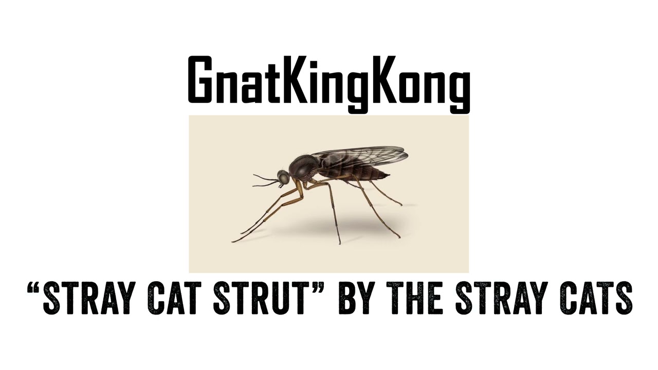 Promotional video thumbnail 3 for Gnat King Kong