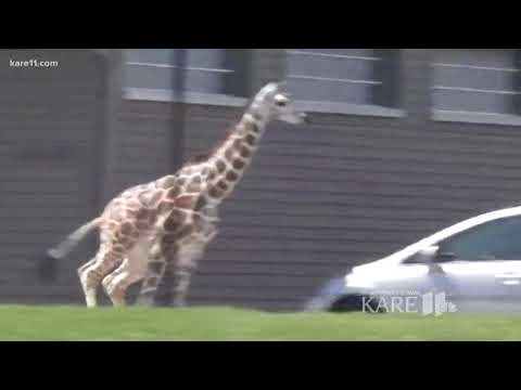 Giraffe on the loose in Indiana!