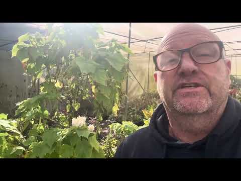 Sparmannia africana Flore Plena