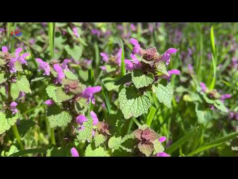 natürlich Lausitz: Die purpurrote Taubnessel - LAUSITZWELLE