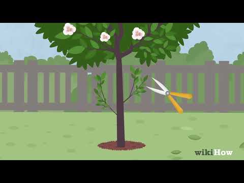 How to Prune a Magnolia Tree