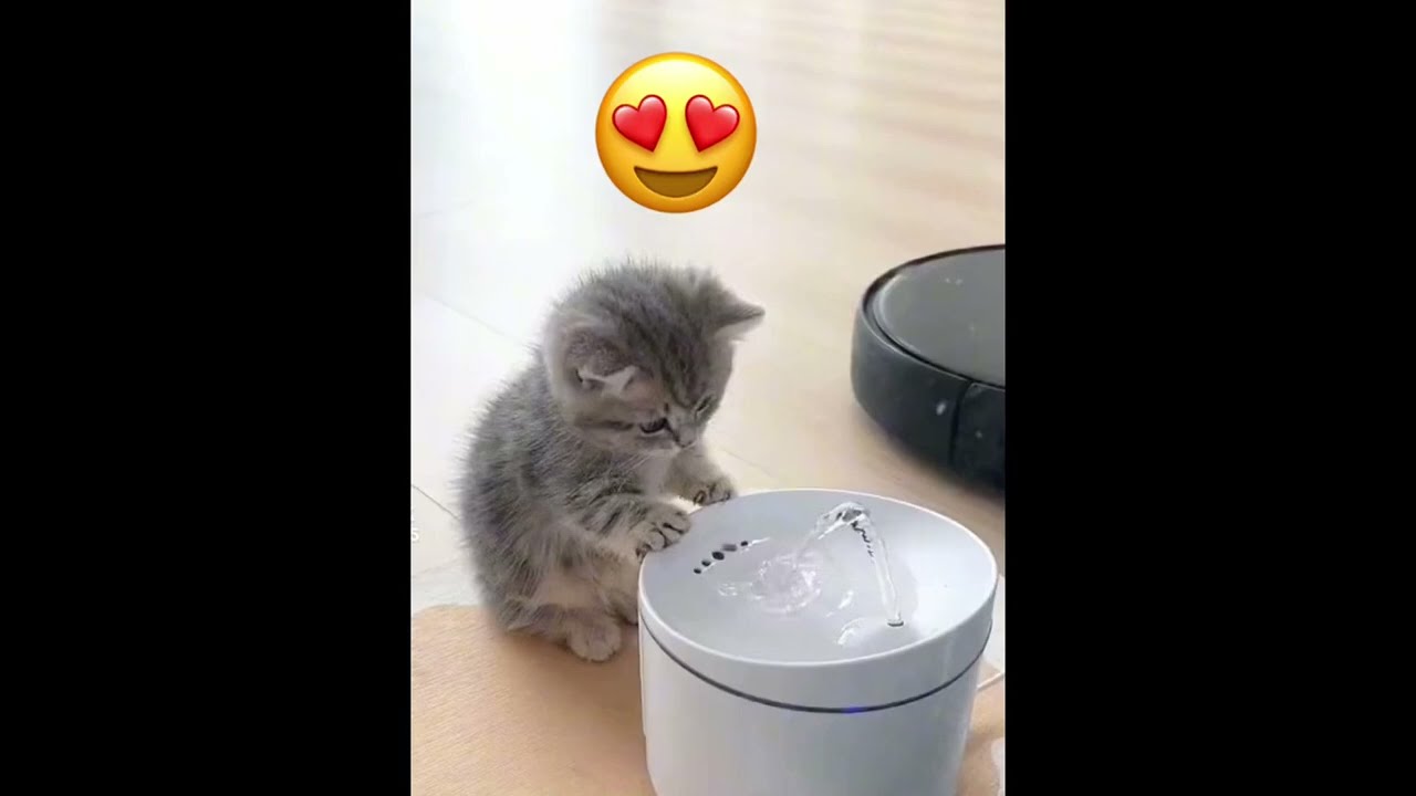 Adorable Kitten's First Sip: Watch This Cute Moment Go Viral!