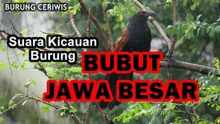 Download lagu SUARA KICAUAN BURUNG BUBUT JAWA BESAR MENGERIKAN DAN MENAKJUBKAN mp3