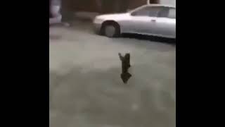 Running Monkey Donnie Meme