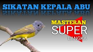 Download lagu keren suaranya !! MASTERAN SIKATAN KEPALA ABU‼️ mp3