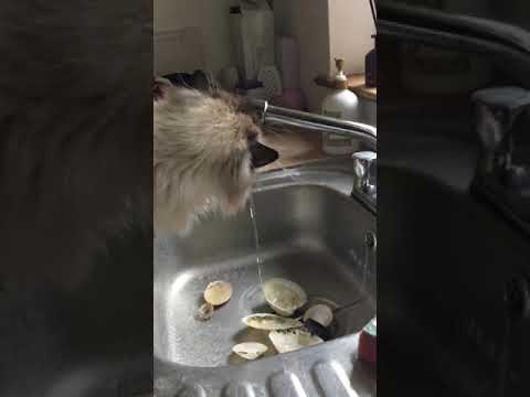 2 Year Old Ragdoll Cat Drinking From Sink