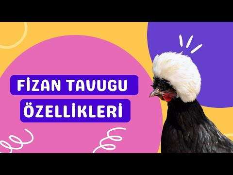 , title : 'Fizan Tavuğu: Sıradışı Özellikleri'