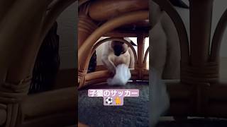 ちびちょこサッカー⚽️🐈️ #シャム猫 #子猫 #サッカー日本代表