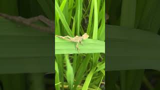 Small Lizard Sitting On Green Leaf🦎 #reptile #shorts🌾