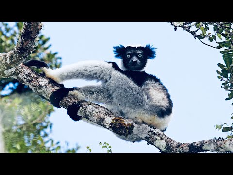 Your 5 Facts About The Indri