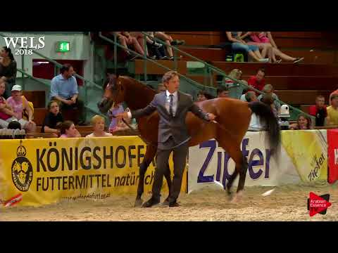 N.82 SHADI AL KHALEDIAH - Wels 2018 - 4-6 Years Old Stallions (Class 9)