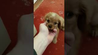 Worlds smallest puppy