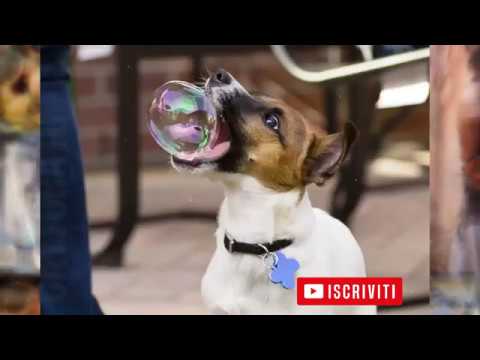 20 FOTO SCATTATE IN TEMPISMO PERFETTO IMMAGINI SCATTATE AL MOMENTO GIUSTO