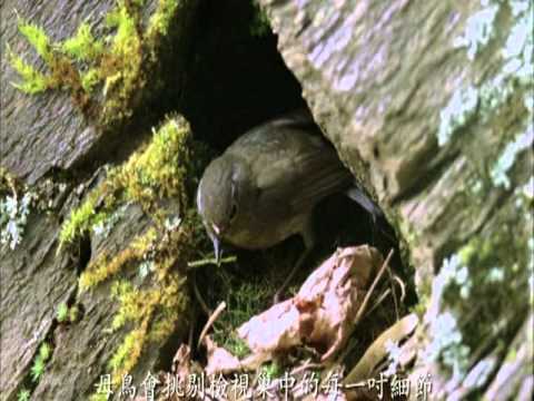 玉山國家公園高山生態影片-雲海上的島嶼2/4