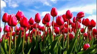 HOLLAND. Amazing Dutch tulip fields. Travel to Keukenhof Netherland.