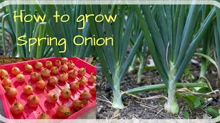 preview picture of video 'How to grow Spring Onion in a tray| Organic Spring Onions|Nursery Village|07 Dec. 2018'