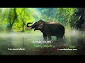 Elephant Trumpet Sound Effects Royalty Free Link To Free Download In Description ️