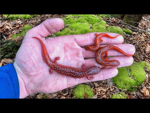 Flipping Rocks in the Mud For BRIGHT Red Salamanders!