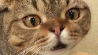 WHAT HAPPENS IF CATS SMELL DURIAN FOR THE FIRST TIME (ENG SUB)