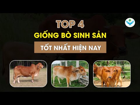 , title : 'Top 4 giống bò sinh sản tốt nhất hiện nay┃Agridoctor.vn┃Bác sĩ nông nghiệp'