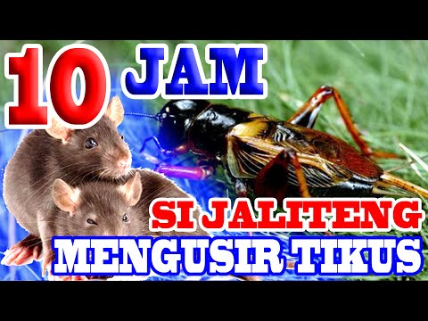 #AMPUH_SUARA_JANGKRIK  MENGUSIR TIKUS - 10 JAM NON STOP