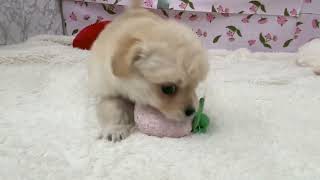 ハーフ犬の動画01