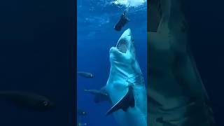 Download lagu Adorable Baby Animals Growing Up mp3 Download lagu Adorable Baby Animals Growing Up mp3