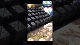 고추 육묘 가식!!! 트레이의 선택도 고추 육묘 성공 실패에 크게 기여한다!!! 25구에서 50구 트레이로 …