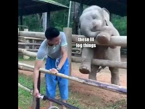 Elephant vs Man