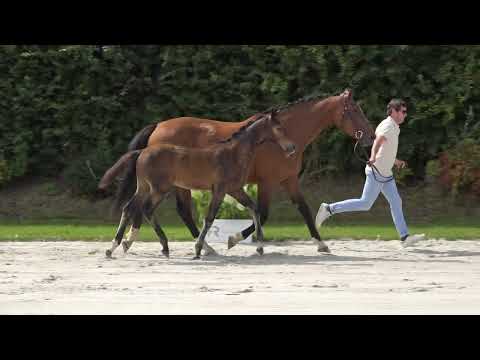 Be My Prince d'Edouard Joly