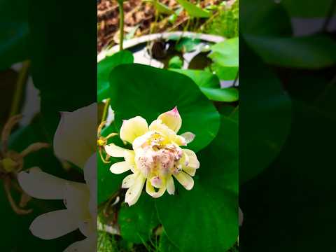 lotus flower#youtubeshorts #reels #shorts@naturewithnasrin
