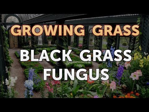 Black Grass Fungus