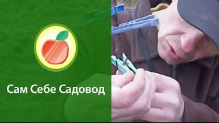 Как изменить направление роста ветвей яблони - Видео онлайн