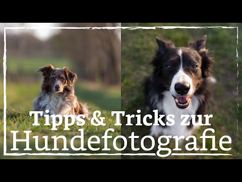 Tips & Tricks for Dog Photography - How to Photograph Your Dog