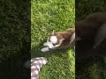 Pomsky dogs for sale: Buddy - Video 1