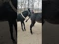 Funniest Donkey Ever Donkey Training The Fun Way 235