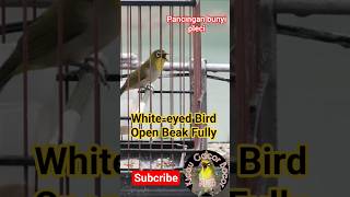 Download lagu Perangsang Bunyi Pleci dengan terapi penghilang stres #sorts #birds #plecigacor mp3 Download lagu Perangsang Bunyi Pleci dengan terapi penghilang stres #sorts #birds #plecigacor mp3