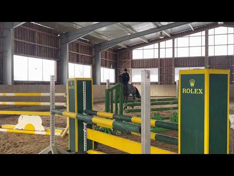 HARMONIE (6yo mare by Chaman x Catoki)