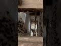 Thousands Of Bats India Jaipur Bats Travel Amberfort Scary Travelwithkids Bat