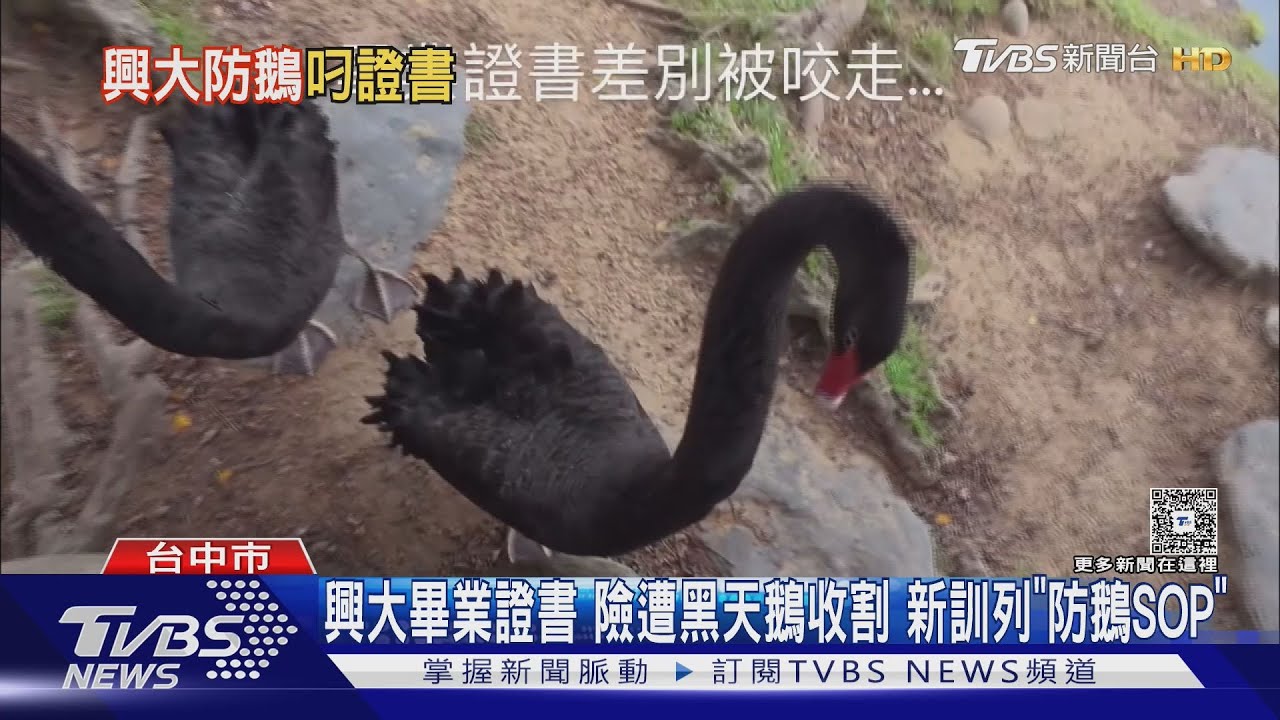 我的老天鵝!中興鵝叼畢業證書 新生手冊列「防鵝SOP」
