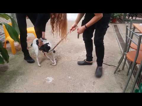 Lisette's Story - Surviving Distemper