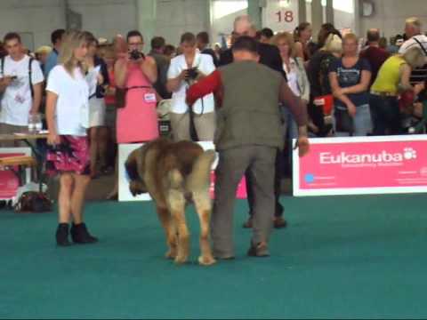 World dog show 2013 - Mastin espanol