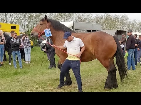 Pregnant mare Titut from Baciu-Cluj 2022